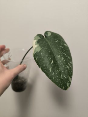 Monstera deliciosa Thai constellation č. 3