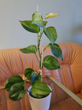 Epipremnum harlequin hybrid