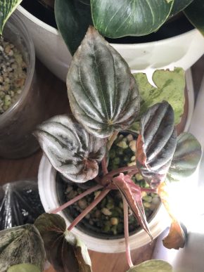 Peperomia Pink Lady - list k zakořeněni .