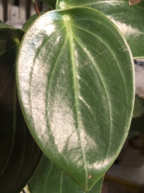 Peoeromia Vanilla - list k zakořeněni .