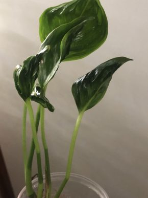 Epipremnum Shanhri La - rostlina .