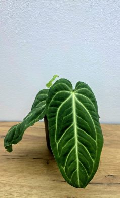 Anthurium Villenaorum