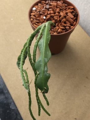 Epiphyllum Anguliger - rostlina .