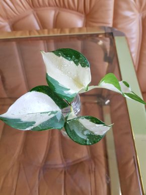 Epipremnum Manjula - krásný čerstvý vrcholový řízek