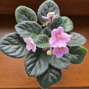 Fialka růžová světlá