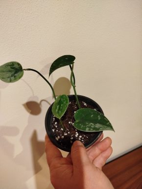 Scindapsus Silver Ann