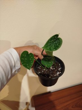 Scindapsus Silver Ann