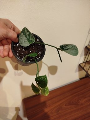 Scindapsus Silver Ann