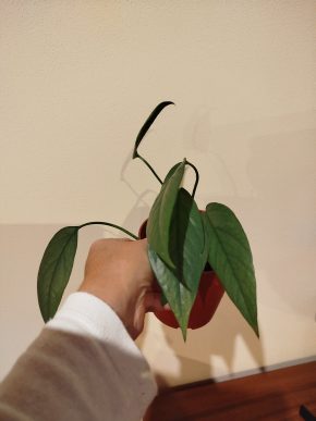 Epipremnum cebu blue