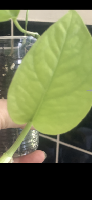 Epipremnum Pinnatum Neon vrcholový řizek .