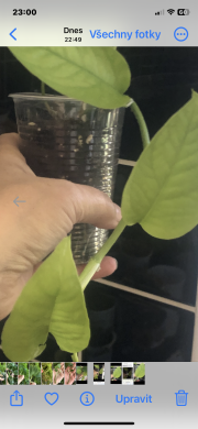 Epipremnum Pinnatum Neon vrcholový řizek .