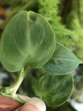 Philodendron Micans Green - řizek z kořeni .