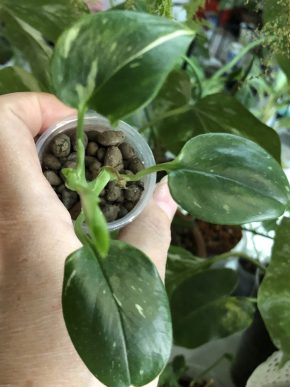 Monstera Standleyana variegata - rostlina