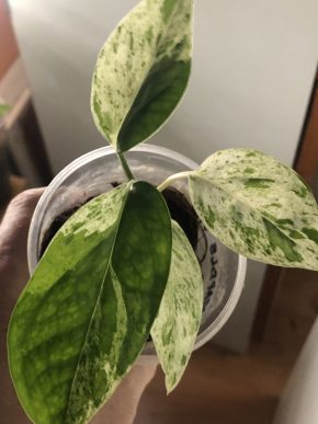 Epipremnum Marble variegata - rostlina .