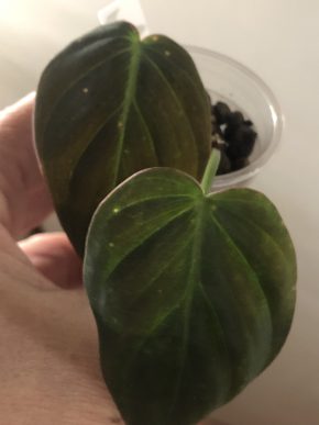 Philodendron Micans variegata ( revert )- rostlina .