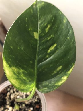 Epipremnum Cintho Goldfinger - rostlina .