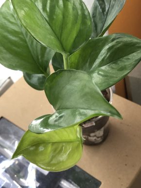 Epipremnum Harleguin/ Olivia - rostlina