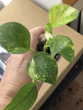 Epipremnum Aurem Golden - rostlina