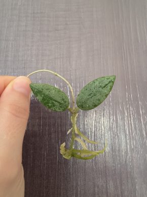 Hoya thomsonii 'spotted leaves'