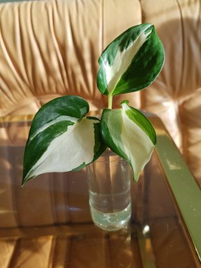 Epipremnum Manjula - krásný čerstvý vrcholový řízek