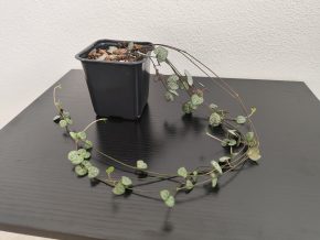 Ceropegia woodii "Svícník"