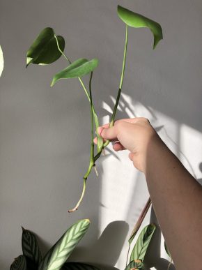 Monstera deliciosa-baby rostlinka bez fenestrace