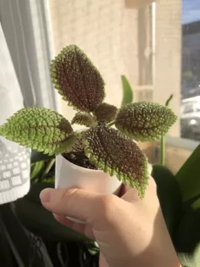 Pilea “Moon Valley” baby rostlinka 🌸