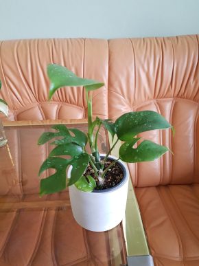 Rhaphidophora tetrasperma - Monstera minima - již krásně zakořeněný řízek