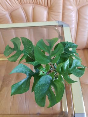 Rhaphidophora tetrasperma - Monstera minima - kořenící řízek již s aktivním růstovým bodem