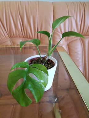 Rhaphidophora tetrasperma - Monstera minima - již krásně zakořeněný řízek
