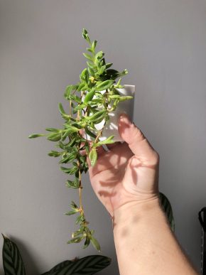 Převislý sukulent Delosperma Cooperi “Table Mountain” 🌸