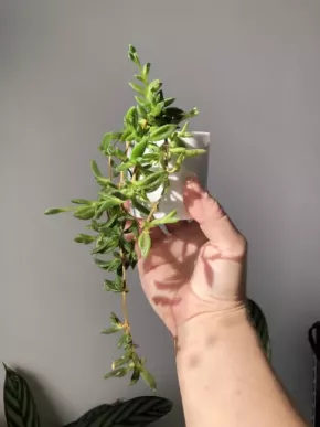 Převislý sukulent Delosperma Cooperi “Table Mountain” 🌸