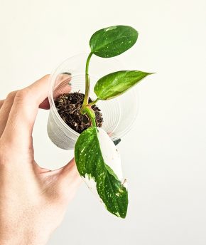 Philodendron White Princess 2v1