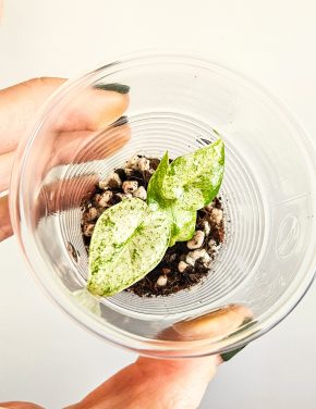 Alocasia odora batik variegated raritka