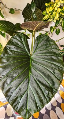 Alocasia regal shields