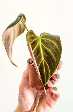 Philodendron melanochrysum