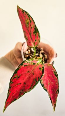 Aglaonema "Cherry baby"