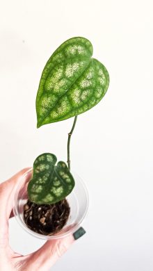 Piper ornatum raritka