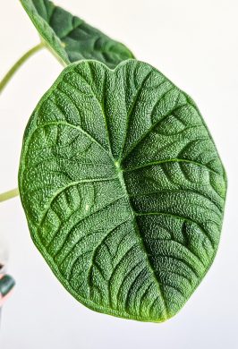 Alocasia melo