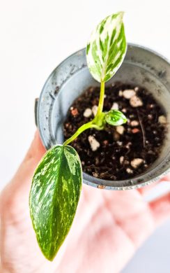 Philodendron emerald ice raritka