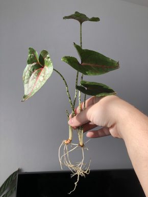 Alocasia “Black Jack” 2 baby rostlinky 🌸