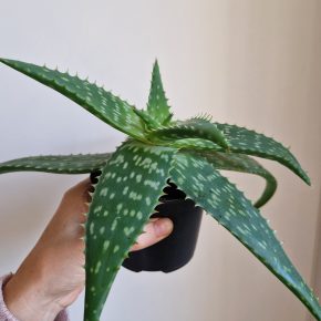 Aloe Vera 2