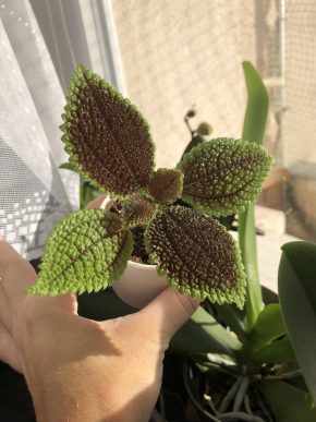 Pilea “Moon Valley” baby rostlinka 🌸