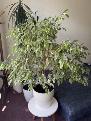 Ficus benjamina (drobnolistý/malolistý)