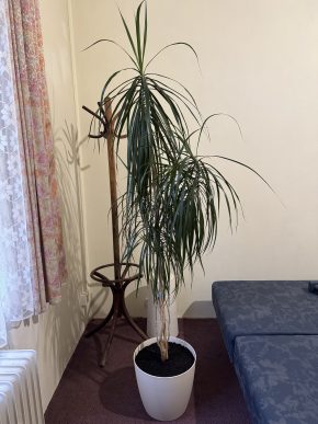 Dracaena Marginata - Dračinec (Dracena)