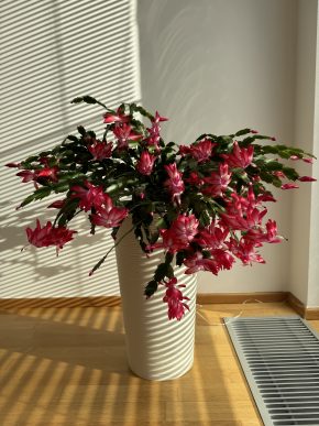 Schlumbergera truncata (vánoční kaktus)