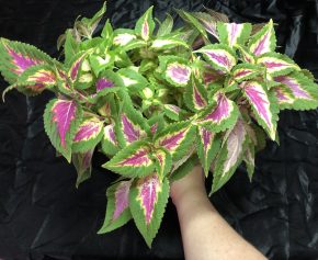 Coleus Wizard / Africká Kopřiva / Pochvatec