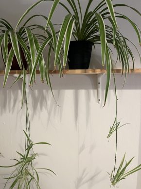 Zelenec (chlorophytum comosum) kultivar ocean - nenáročná čistička vzduchu uznaná NASA