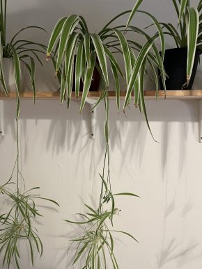 Zelenec (chlorophytum comosum) kultivar ocean - nenáročná čistička vzduchu uznaná NASA