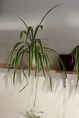 Zelenec (chlorophytum comosum) kultivar ocean - nenáročná čistička vzduchu uznaná NASA